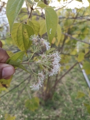 Chromolaena collina