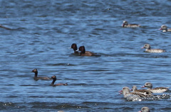 Netta erythrophthalma