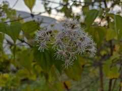 Chromolaena collina