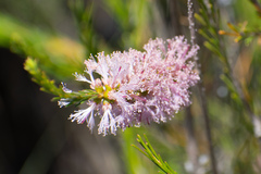 Melaleuca diosmatifolia