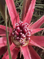 Bromelia