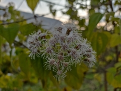 Chromolaena collina