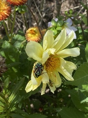 Eupoecila australasiae