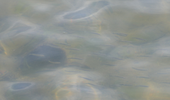 Aldrichetta forsteri