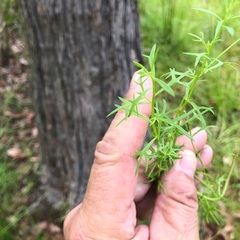 Haloragis heterophylla