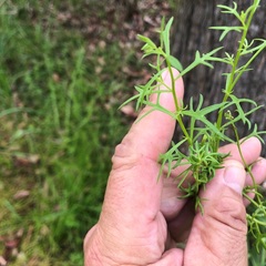 Haloragis heterophylla