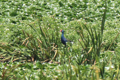 Porphyrio madagascariensis