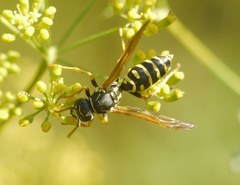 Polistes dominula
