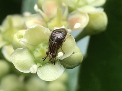 Steganopsis melanogaster