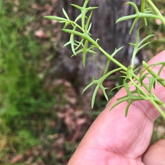 Haloragis heterophylla