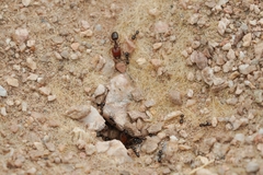 Pheidole xerophila