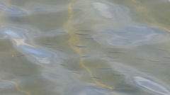 Aldrichetta forsteri