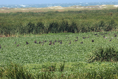 Plectropterus gambensis