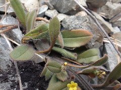 Myosotis australis