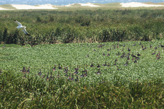 Plectropterus gambensis