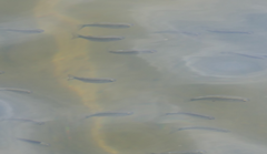 Aldrichetta forsteri