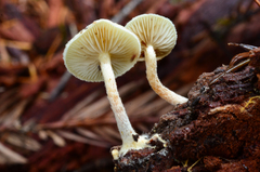 Pholiota scamba