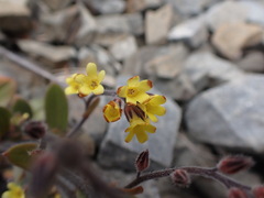 Myosotis australis