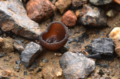 Plicaria endocarpoides