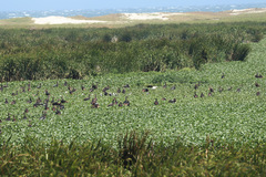 Plectropterus gambensis