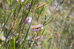 Melaleuca diosmatifolia