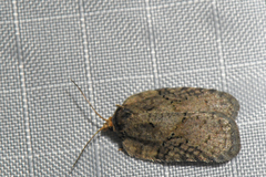 Acleris