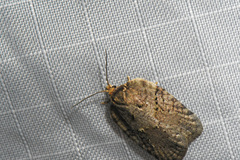 Acleris