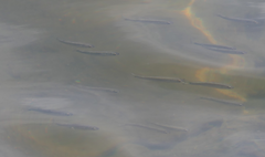 Aldrichetta forsteri