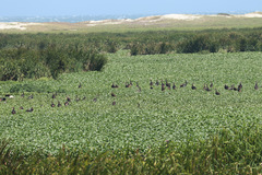 Plectropterus gambensis