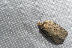 Acleris