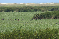 Plectropterus gambensis