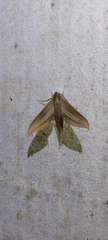 Xylophanes loelia
