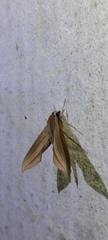 Xylophanes loelia
