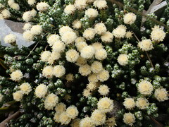 Helichrysum intermedium