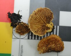 Pleuroflammula praestans