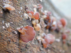 Auricularia minor