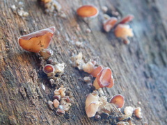 Auricularia minor