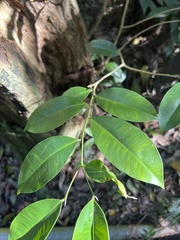 Aquilaria sinensis