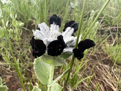 Stachytarpheta glazioviana