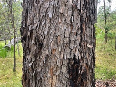 Corymbia trachyphloia