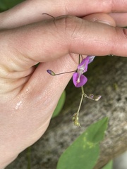 Desmodium incanum