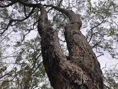 Corymbia trachyphloia