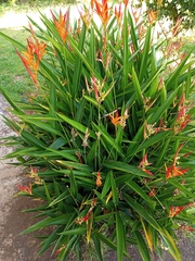 Heliconia psittacorum