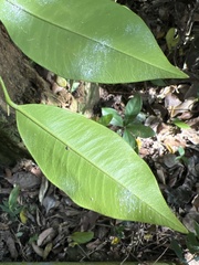Aquilaria sinensis