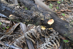 Pleuroflammula praestans