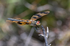 Rhyothemis graphiptera