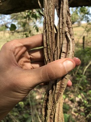Malvales