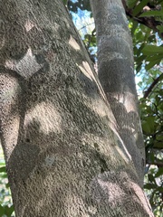 Aquilaria sinensis