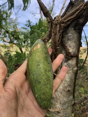 Malvales