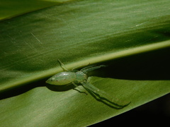 Oxytate virens
